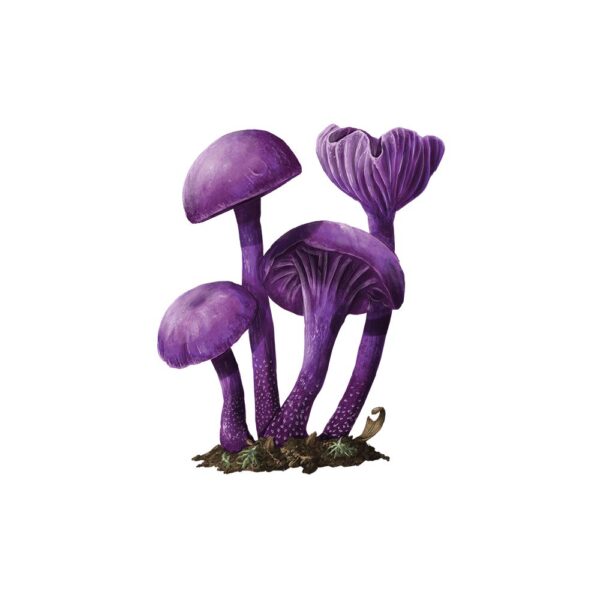 Mycelia Happy games – Image 3